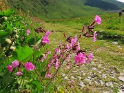 14 Silene dioica